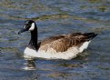 Picture Title - CANADA  GOOSE