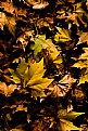 Picture Title - leaves