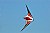 flying kite