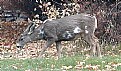 Picture Title - Spotted Muley