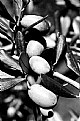 Picture Title - Olive in b.w.