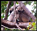 Picture Title - Monkeys