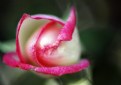 Picture Title - My Rose