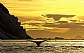 Picture Title - Humpback Tail