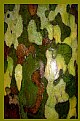 Picture Title - Camouflage