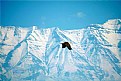 Picture Title - Bald Eagle And Mountains