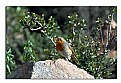 Picture Title - Robin (Erithacus Rubecula)