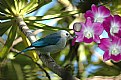 Picture Title - flower and blue bird