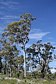 Picture Title - Tree in John Forrest National Park