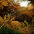 Picture Title - an autumn fernscape