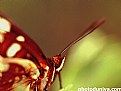 Picture Title - Intimate Portrait of a Monarch