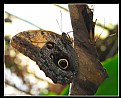 Picture Title - Owl's Head Butterfly