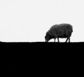 Picture Title - Lone Sheep