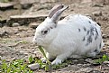 Picture Title - White rabbit