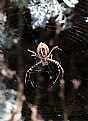 Picture Title - My pet spider