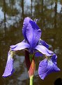 Picture Title - Floating Iris