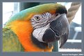 Picture Title - Parrot 01