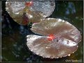 Picture Title - Lilly Pads