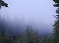 Picture Title - Fog in Trees