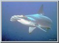 Picture Title - Hammerhead of the Galapagos.