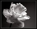 Picture Title - Daff in mono