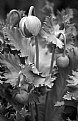 Picture Title - Poppy Buds