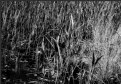 Picture Title - * grasses & reeds *