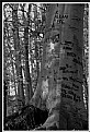 Picture Title - Tree Carvings