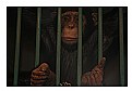 Picture Title - Monkey