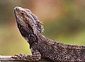 Picture Title - Bearded Dragon