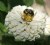 BEE ON PEONY