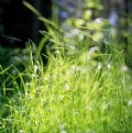 Picture Title - forest grass