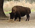 Picture Title - Bison