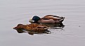 Picture Title - Ducks in still water