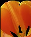 Picture Title - King tulip