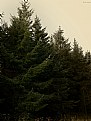 Picture Title - Evergreen