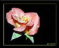 Picture Title - "Wife's Rose"