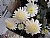 White Chrysanths