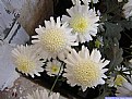 Picture Title - White Chrysanths