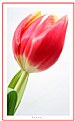 Picture Title - Tulip 3