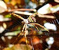 Picture Title - Colourful Spider