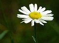 Picture Title - One More Daisy