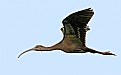 Picture Title - White-faced Ibis