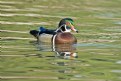 Picture Title - Wood Duck