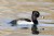 Ring-necked Duck