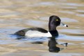 Picture Title - Ring-necked Duck