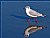 Black-Headed Gull 2