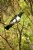 NZ Native Kereru