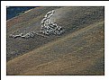 Picture Title - Toscana flock