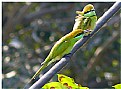 Picture Title - Bee-eater